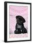 Black Pug Puppy (8 Wks Old)-null-Framed Photographic Print