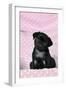 Black Pug Puppy (8 Wks Old)-null-Framed Photographic Print