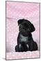 Black Pug Puppy (8 Wks Old)-null-Mounted Photographic Print