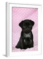 Black Pug Puppy (8 Wks Old)-null-Framed Photographic Print