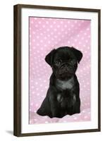 Black Pug Puppy (8 Wks Old)-null-Framed Photographic Print