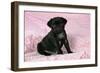 Black Pug Puppy (8 Wks Old)-null-Framed Photographic Print