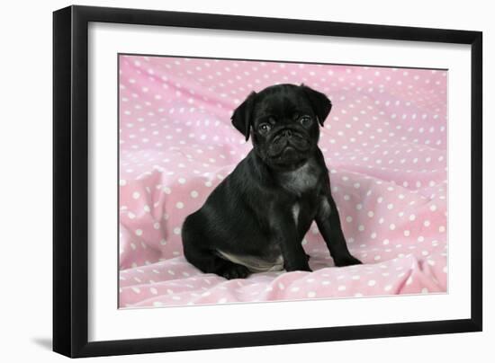 Black Pug Puppy (8 Wks Old)-null-Framed Photographic Print