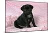 Black Pug Puppy (8 Wks Old)-null-Mounted Photographic Print