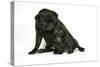 Black Pug with Black Puppy (6 Weeks Old)-null-Stretched Canvas