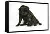 Black Pug with Black Puppy (6 Weeks Old)-null-Framed Stretched Canvas