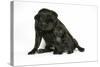 Black Pug with Black Puppy (6 Weeks Old)-null-Stretched Canvas