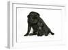 Black Pug with Black Puppy (6 Weeks Old)-null-Framed Photographic Print