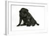 Black Pug with Black Puppy (6 Weeks Old)-null-Framed Photographic Print