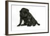 Black Pug with Black Puppy (6 Weeks Old)-null-Framed Photographic Print