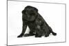 Black Pug with Black Puppy (6 Weeks Old)-null-Mounted Photographic Print