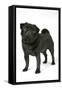 Black Pug-null-Framed Stretched Canvas