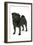 Black Pug-null-Framed Photographic Print