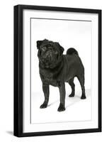 Black Pug-null-Framed Photographic Print