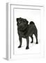 Black Pug-null-Framed Photographic Print