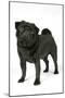 Black Pug-null-Mounted Photographic Print
