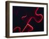 Black Puzzle with Red Light Shining Through the Cracks-null-Framed Photographic Print