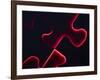 Black Puzzle with Red Light Shining Through the Cracks-null-Framed Photographic Print