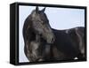 Black Quarter Horse Stallion, Longmont, Colorado, USA-Carol Walker-Framed Stretched Canvas