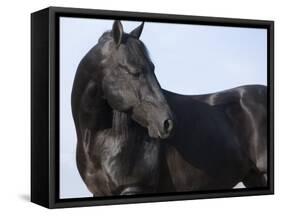 Black Quarter Horse Stallion, Longmont, Colorado, USA-Carol Walker-Framed Stretched Canvas