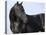 Black Quarter Horse Stallion, Longmont, Colorado, USA-Carol Walker-Stretched Canvas