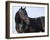 Black Quarter Horse Stallion, Longmont, Colorado, USA-Carol Walker-Framed Photographic Print