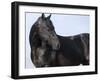 Black Quarter Horse Stallion, Longmont, Colorado, USA-Carol Walker-Framed Photographic Print