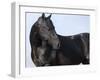 Black Quarter Horse Stallion, Longmont, Colorado, USA-Carol Walker-Framed Photographic Print