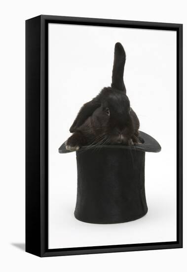 Black Rabbit with Windmill Ears in a Black Top Hat-Mark Taylor-Framed Stretched Canvas