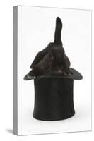 Black Rabbit with Windmill Ears in a Black Top Hat-Mark Taylor-Stretched Canvas