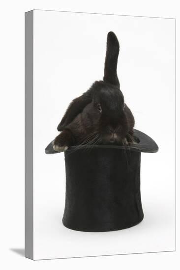 Black Rabbit with Windmill Ears in a Black Top Hat-Mark Taylor-Stretched Canvas