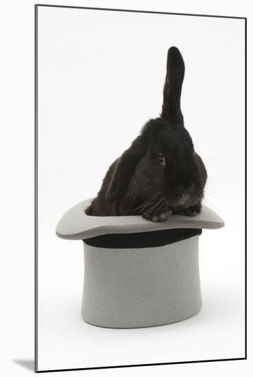Black Rabbit with Windmill Ears in a Grey Top Hat-Mark Taylor-Mounted Premium Photographic Print