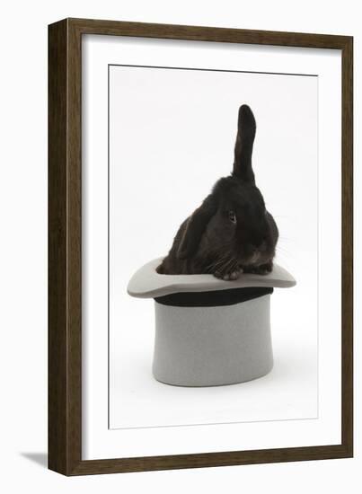 Black Rabbit with Windmill Ears in a Grey Top Hat-Mark Taylor-Framed Photographic Print