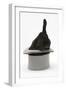 Black Rabbit with Windmill Ears in a Grey Top Hat-Mark Taylor-Framed Photographic Print