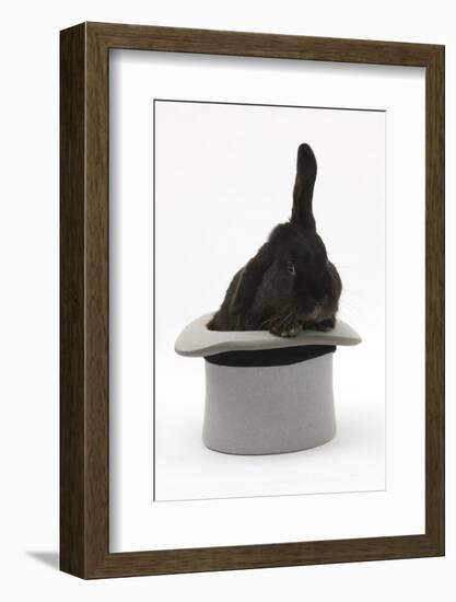 Black Rabbit with Windmill Ears in a Grey Top Hat-Mark Taylor-Framed Photographic Print