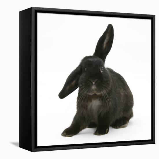 Black Rabbit with Windmill Ears-Mark Taylor-Framed Stretched Canvas