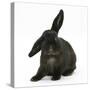 Black Rabbit with Windmill Ears-Mark Taylor-Stretched Canvas