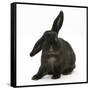 Black Rabbit with Windmill Ears-Mark Taylor-Framed Stretched Canvas