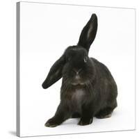 Black Rabbit with Windmill Ears-Mark Taylor-Stretched Canvas