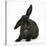 Black Rabbit with Windmill Ears-Mark Taylor-Stretched Canvas