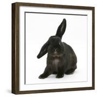 Black Rabbit with Windmill Ears-Mark Taylor-Framed Photographic Print