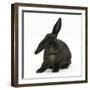 Black Rabbit with Windmill Ears-Mark Taylor-Framed Photographic Print