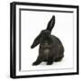 Black Rabbit with Windmill Ears-Mark Taylor-Framed Photographic Print