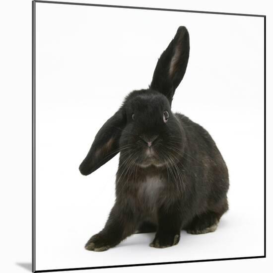 Black Rabbit with Windmill Ears-Mark Taylor-Mounted Photographic Print