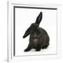 Black Rabbit with Windmill Ears-Mark Taylor-Framed Photographic Print