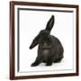 Black Rabbit with Windmill Ears-Mark Taylor-Framed Photographic Print