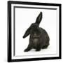 Black Rabbit with Windmill Ears-Mark Taylor-Framed Photographic Print