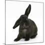 Black Rabbit with Windmill Ears-Mark Taylor-Mounted Photographic Print