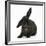 Black Rabbit with Windmill Ears-Mark Taylor-Framed Photographic Print