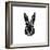 Black Rabbit-Lisa Kroll-Framed Premium Giclee Print